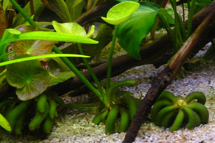 Nymphoides aquatica